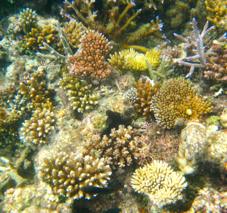 Lawaki reef baby corals by Helen S-1