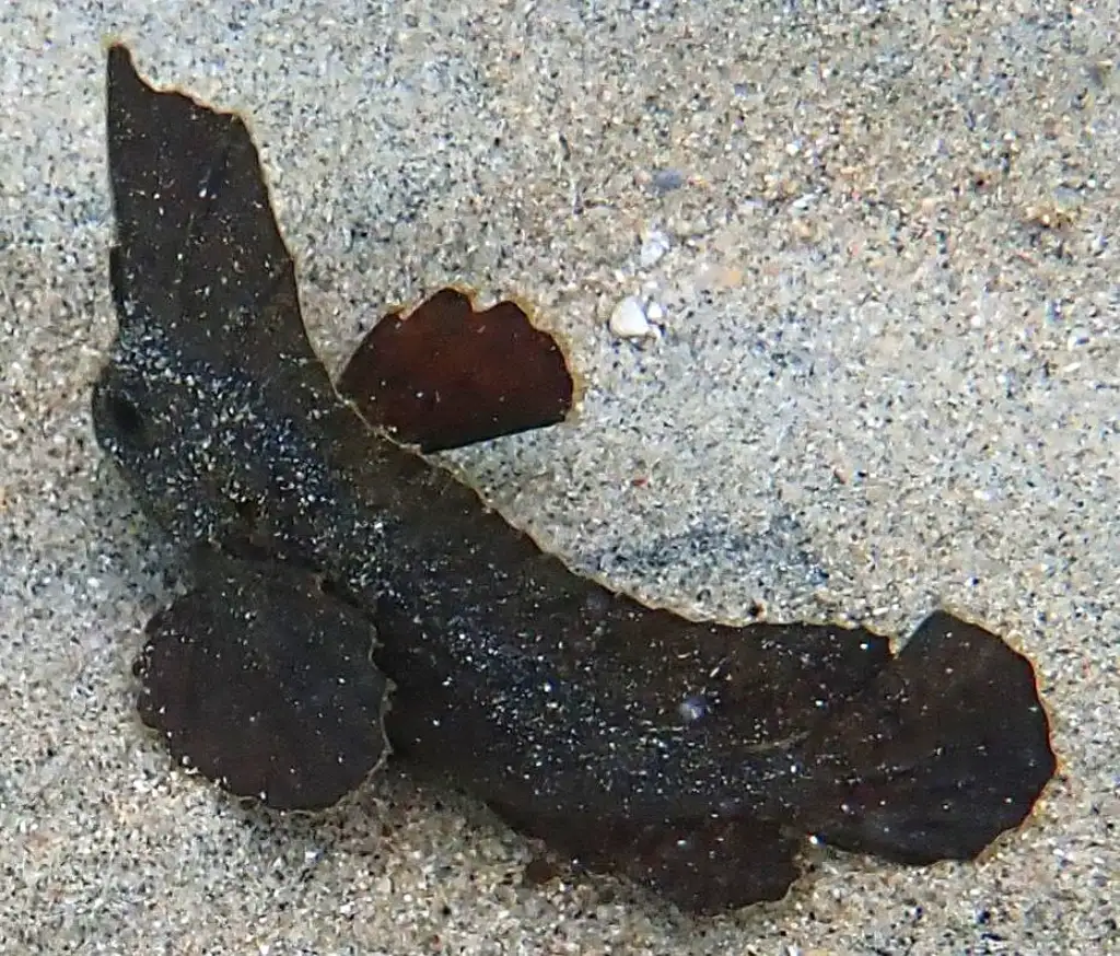 Cockatoo waspfish, Ablabys taenianotus