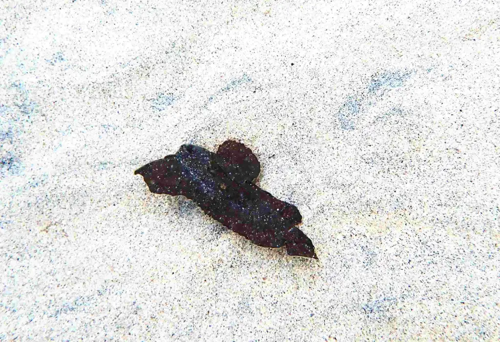 Cockatoo waspfish, Ablabys taenianotus