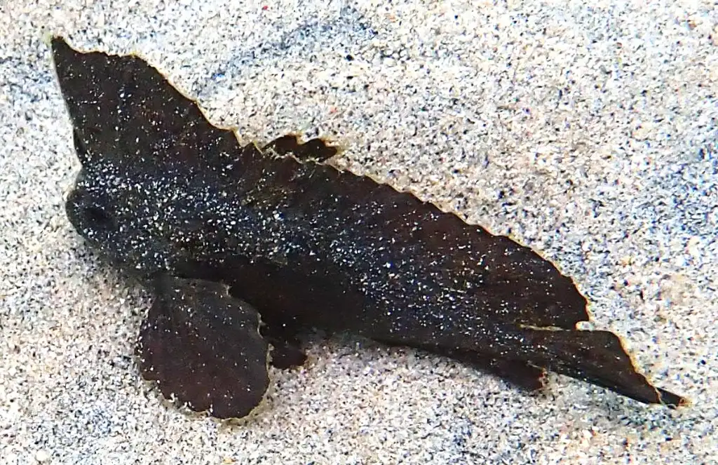 Cockatoo waspfish, Ablabys taenianotus