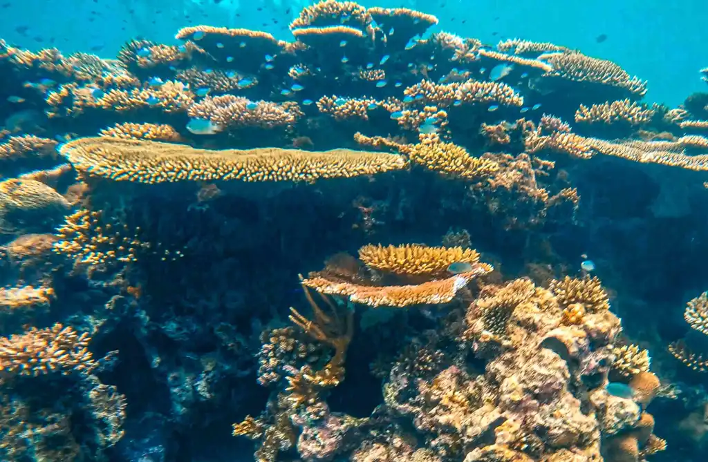 Blue-green Chromis damselfish swarm