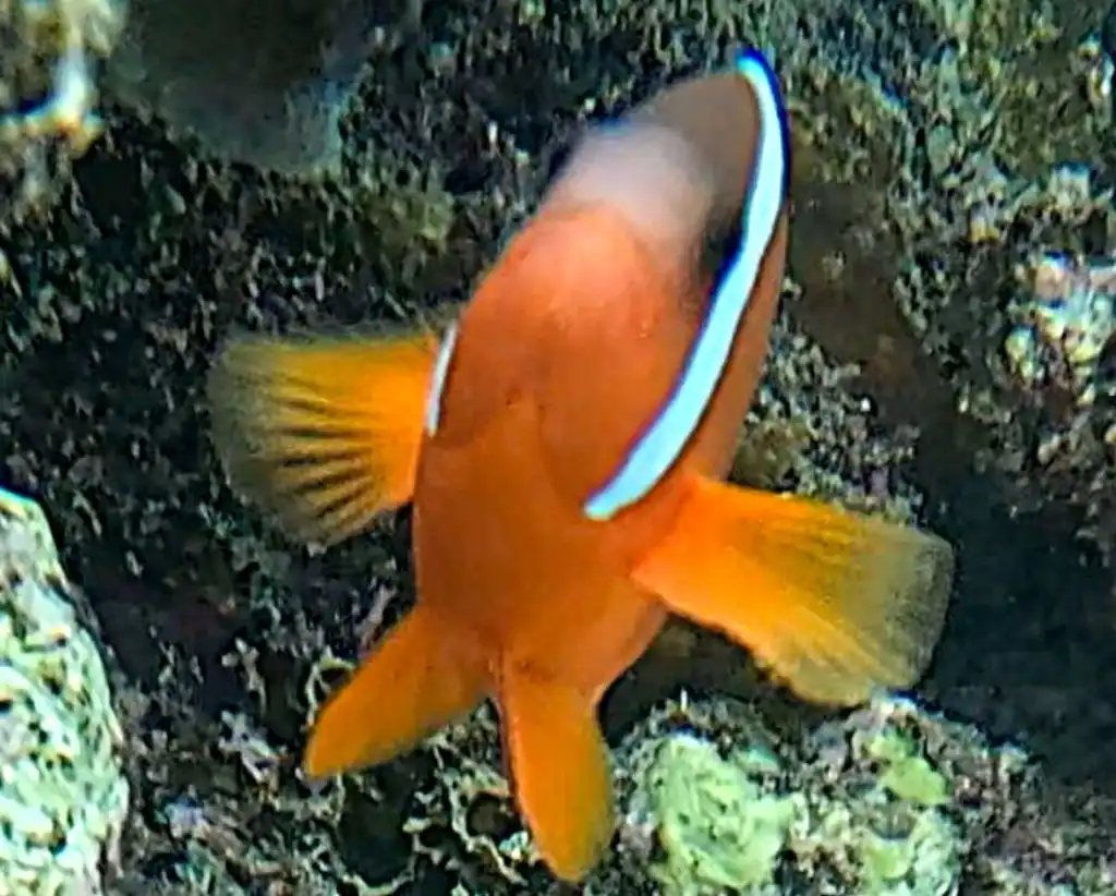 Fiji Dusky Anemonefish close up