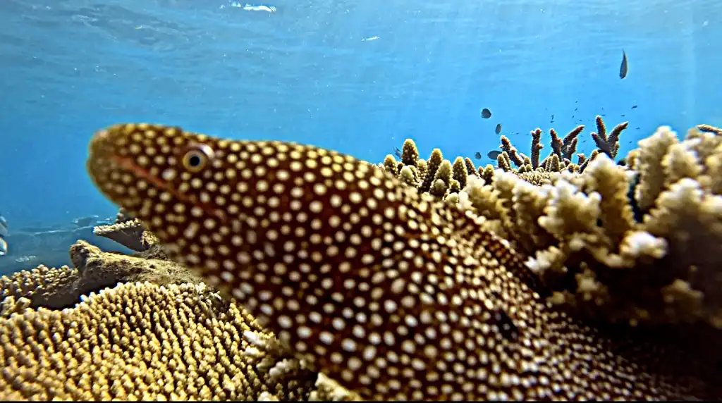 Moray Eel close encounter