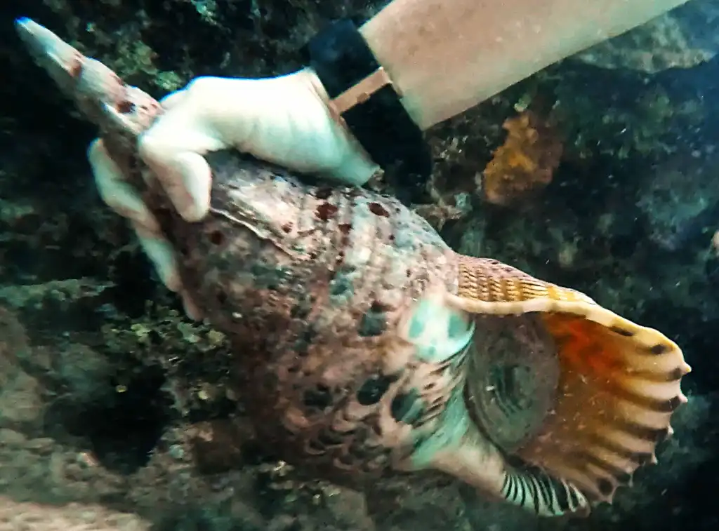 Triton Shell protecting the reef from Crown of Thorns damage