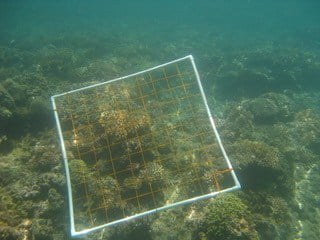 The quadrats were laid carefully atop sections of coral colonies and each one was assessed
