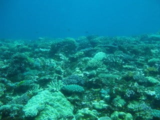 Lawaki Beach House Intern Fieldwork: Coral Reef Surveys